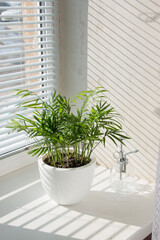 Hamedorea (palm) tropical plant on a sunny windowsill. The concept of home floriculture.