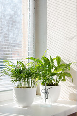 Hamedorea (palm) and spathiphyllum tropical plant on a sunny windowsill. The concept of home floriculture.