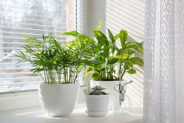 Fototapeta premium Hamedorea (palm) and spathiphyllum tropical plant on a sunny windowsill. The concept of home floriculture.