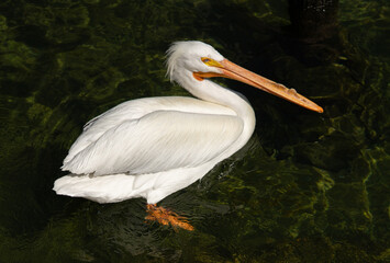 n American white pelican (Pelecanus erythrorhynchos)
