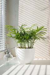 Hamedorea (palm) tropical plant on a sunny windowsill. The concept of home floriculture.