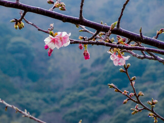 cherry blossom in spring 早樱