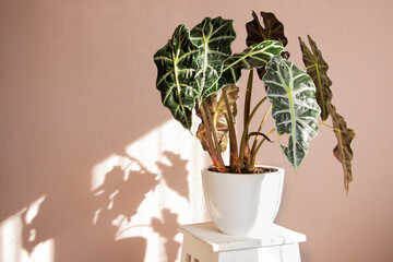 Alocasia tropical plant on a white stand. The concept of home floriculture.