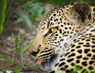 Fototapeta na wymiar Leopard in repose, Kruger Park, South Africa