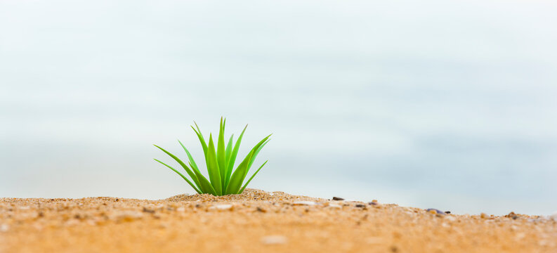 Kleine Kaktee am Sandstrand