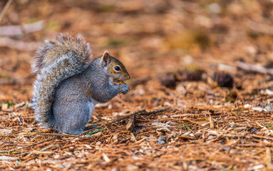A squirrel eating nuts in the winter leaves.