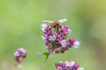 Honey bee covered with yellow pollen drink nectar, pollinating pink flower. Inspirational natural floral spring or summer blooming garden or park background. Life of insects. Macro close up