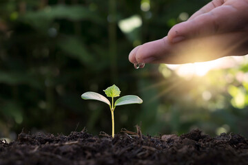 Hand watering plants that grow on good quality soil in nature, plant care, and tree growing ideas.