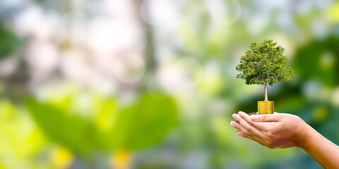 A tree grows on a coin in human hands with a naturally blurred background. The concept of plant growth and green investment