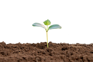 Green tree or plant growing out of soil isolated on white background.