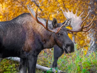 Foto auf Acrylglas Elchbulle Moose in Autumn, Alaska