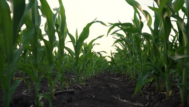 Agriculture. Corn field at sunset. Corn farm. Green maize plantation. Agriculture concept. Harvest grass. Growing feed on fertile soil. Corn farm at sunset. Plantation of maize on background of sky