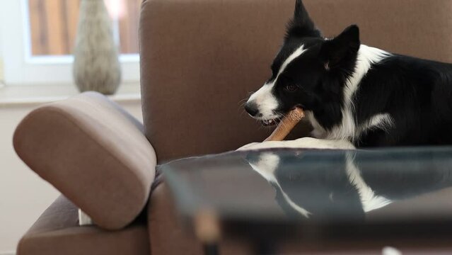Border Collie Dog Gnaws Bone on Sofa. Black and White Pet Chews on Couch in Living Room. 