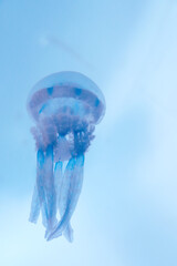 水中を自由に泳ぐタコクラゲ