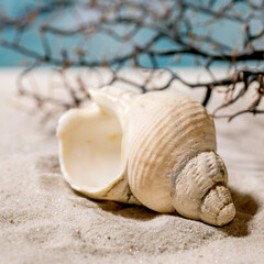 Summer sand sea beach with waves and seashell