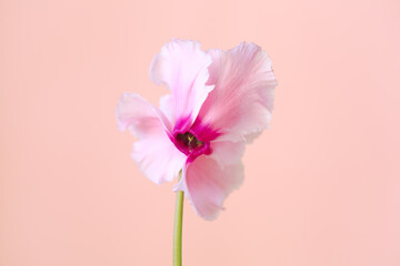 Fototapeta na wymiar Pink and white cyclamen spring flower macro on pastel background