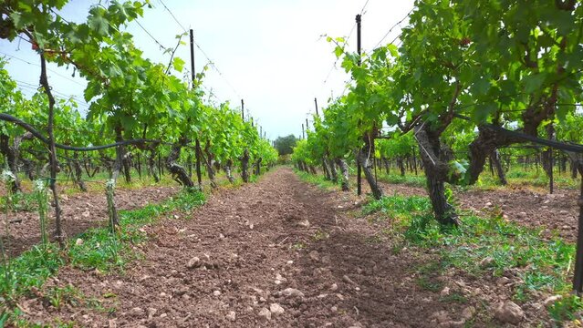 Crete Greece wine region background. Vineyard plantation rural farmland