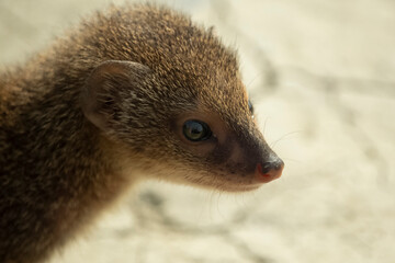 Face close up of a gray mongoose