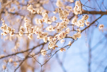 Spring background. Flowering branches with white flowers on a blue sky background with space for text
