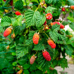 Close up of a Raspberry bush with fruits (Rubus idaeus)
