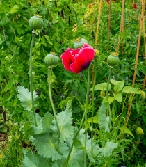 Close up of large poppy flower (Papaver orientale)
 - obrazy, fototapety, plakaty