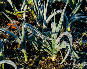 Close up of rimed Leek in a garden (Allium ampeloprasum)
