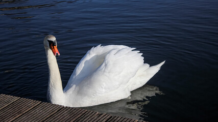 White Swan on blue lake, side view very close-up