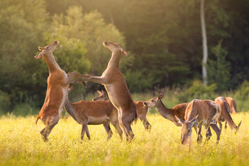 Group red deer, cervus elaphus, fighting on meadow in summer sunlight. Two female mammals in battle...
