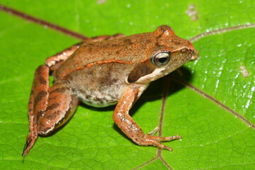 The Italian agile frog,  Lataste's frog (Rana latastei) in a natural habitat