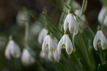 H&uuml;nfelden, Hessen, Deutschland,  Schneegl&ouml;ckchen (Galanthus)