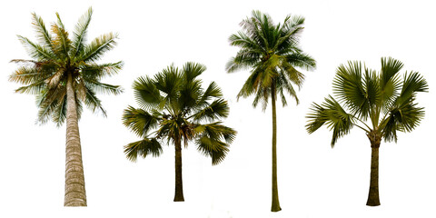 coconut and palm tree image on white background isolated objects.