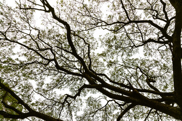 sprawling branches background Isolated objects on a white background