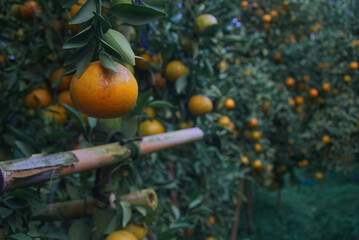 A hanging gold ripe orange fruit on an citrus tree with blur garden background