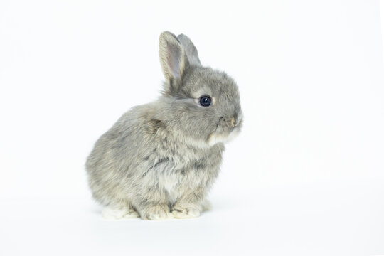 Grey baby rabbit on a white background copy space