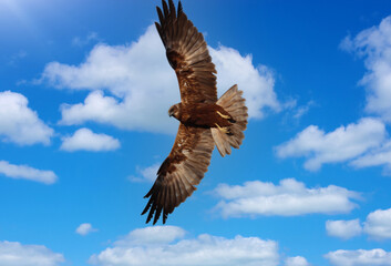 bird of prey hunting buzzard flying in the sky-