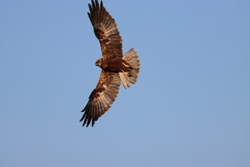 bird of prey hunting buzzard flying in the sky-