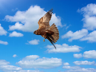 Naklejka na ściany i meble bird of prey hunting buzzard flying in the sky-