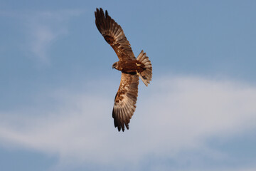 bird of prey hunting buzzard flying in the sky-