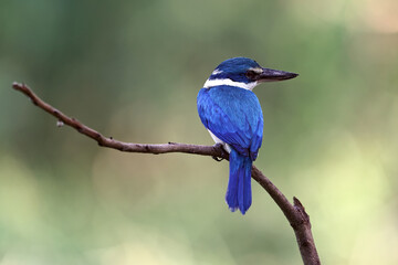 Birds that are blue and white, beautiful in nature Collared Kingfisher - 490112181