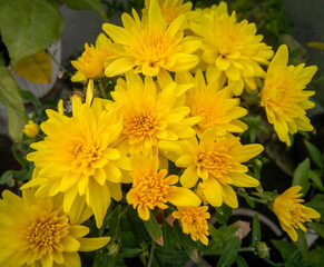 yellow chrysanthemum flower, beautiful bouquet of flowers blooming in branch of green leaves plant growing in the garden, nature photography, floral gardening background 