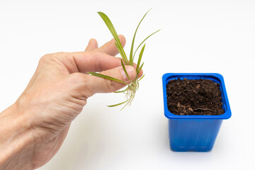 male hand planting a sprout in a seedling box