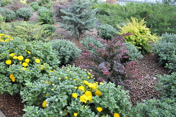 Obraz premium Flowers garden chrysanthemums. Chrysanthemums in the garden. 