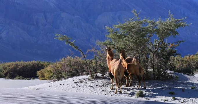 Nubra Valley desert beautiful nature landscape. Camels in bush forest, Ladakh