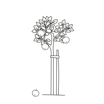 recommend clip art: Black outline hand drawing vector illustration of an apple tree isolated on a white background