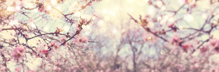 Foto op Canvas achtergrond van de lente kersenbloesem boom. selectieve focus © tomertu