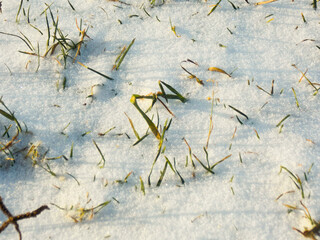 Grass sprouting from snow. The onset of spring