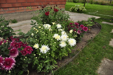 Fototapeta na wymiar Flowers garden chrysanthemums. Chrysanthemums in the garden. 