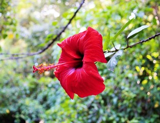 Hibiscus