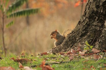 Squirrel eating in park during fall time.
