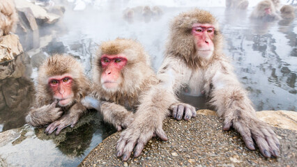 Wild snow monkeys sitting in a hot spring, Japan. - obrazy, fototapety, plakaty